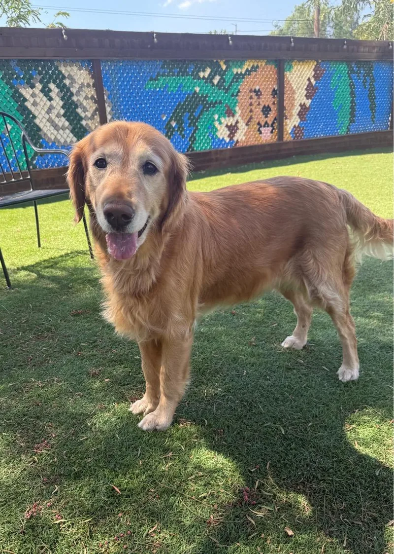 A senior medium-sized female Golden Retriever dog named Princess Grace for adoption in Temecula, CA