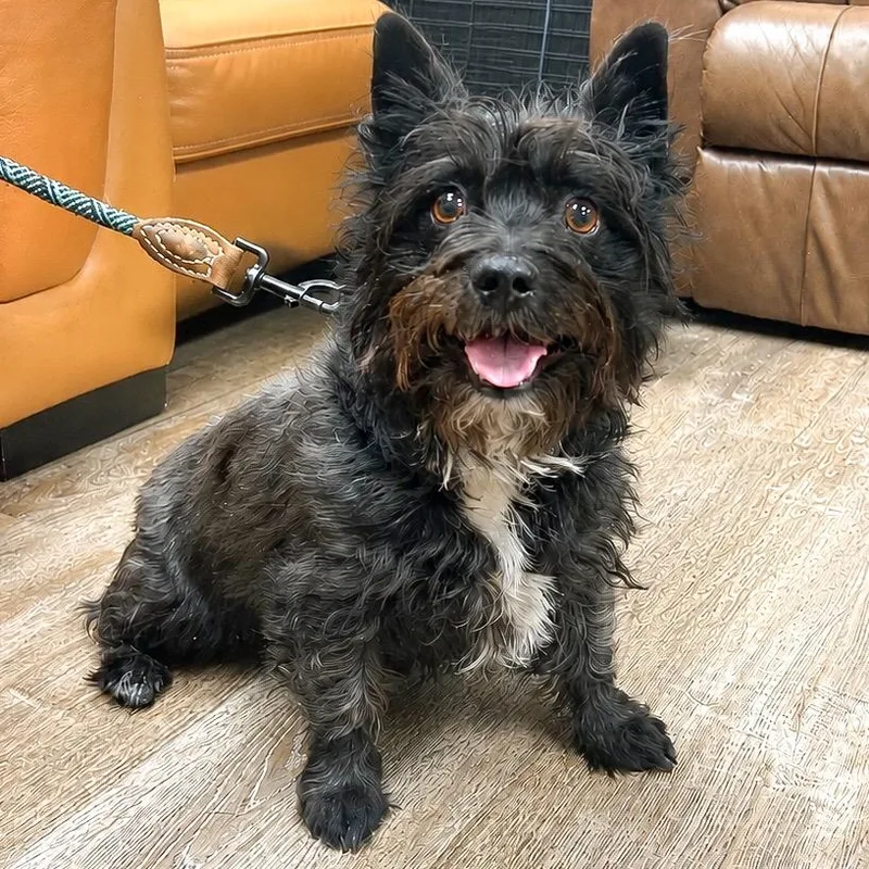 An adult small-sized male Black Scottish Terrier dog named Scout for adoption in Parker, CO