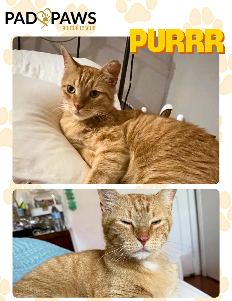 An adult large-sized male Orange / Red Domestic Short Hair cat named Pedro the Cuddle Bug for adoption in Jersey City, NJ