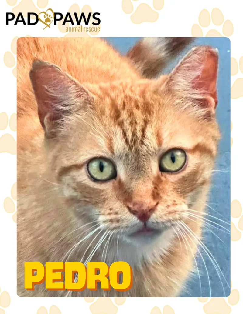 Pedro the Cuddle Bug thumbnail 2