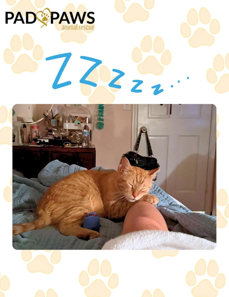 Pedro the Cuddle Bug thumbnail 3