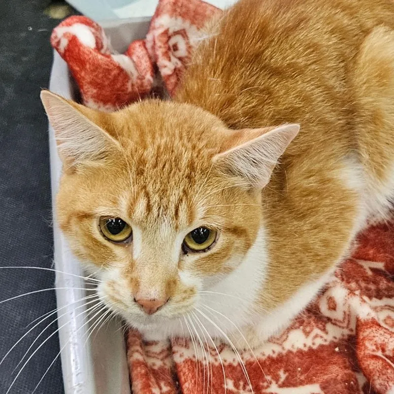 A young small-sized male Orange / Red Domestic Short Hair cat named Trey for adoption in Hattiesburg, MS