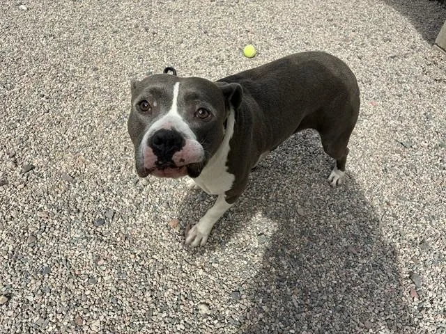 An adult large-sized female American Staffordshire Terrier dog named Sasha for adoption in Mesa, AZ