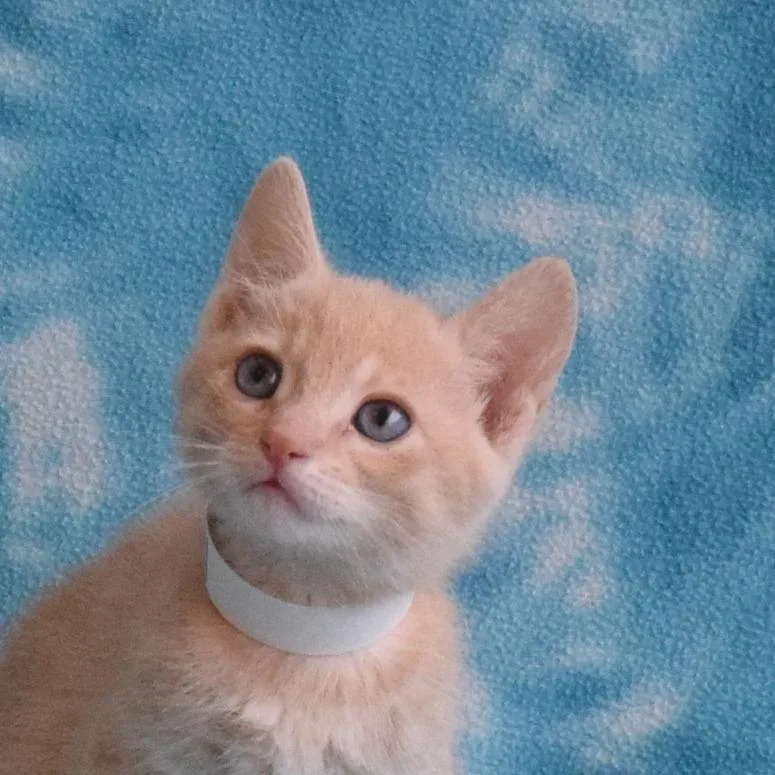 Axel