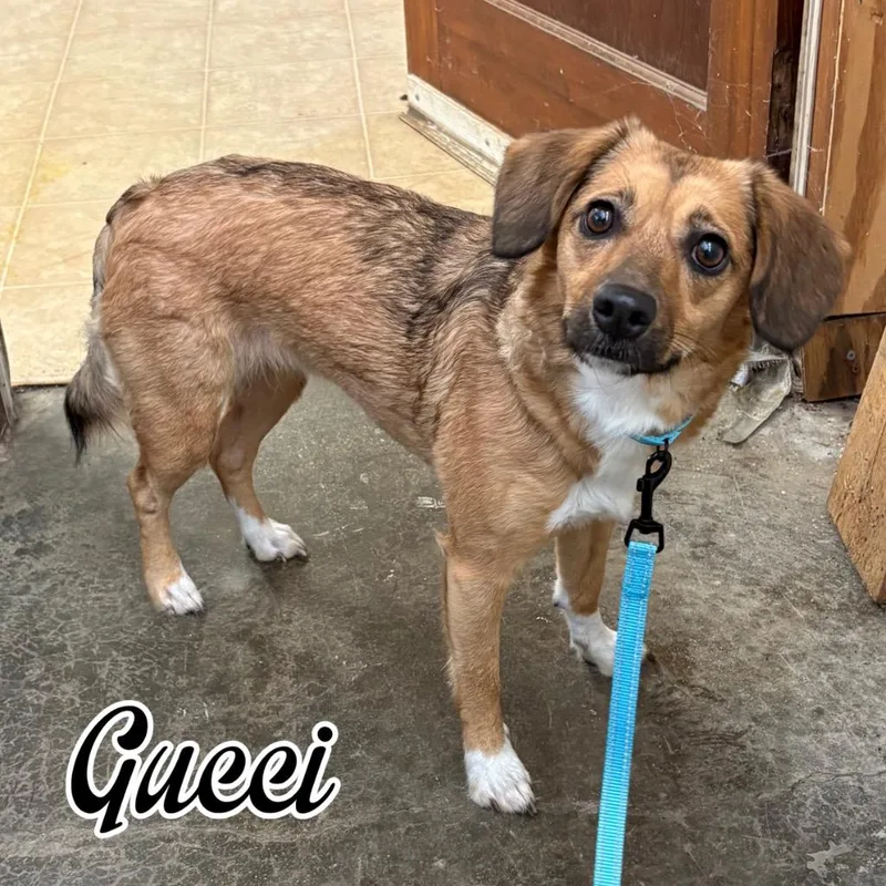 A young small-sized female Dachshund dog named Gucci for adoption in Hillsboro, OH