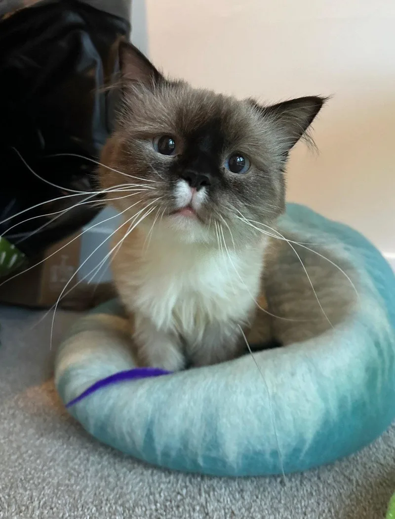 A young medium-sized male Ragdoll cat named Milkshake for adoption in Broomall, PA