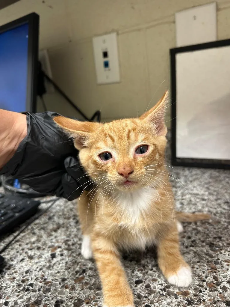 A baby medium-sized male Domestic Short Hair cat named 2026-07-036 for adoption in Winder, GA
