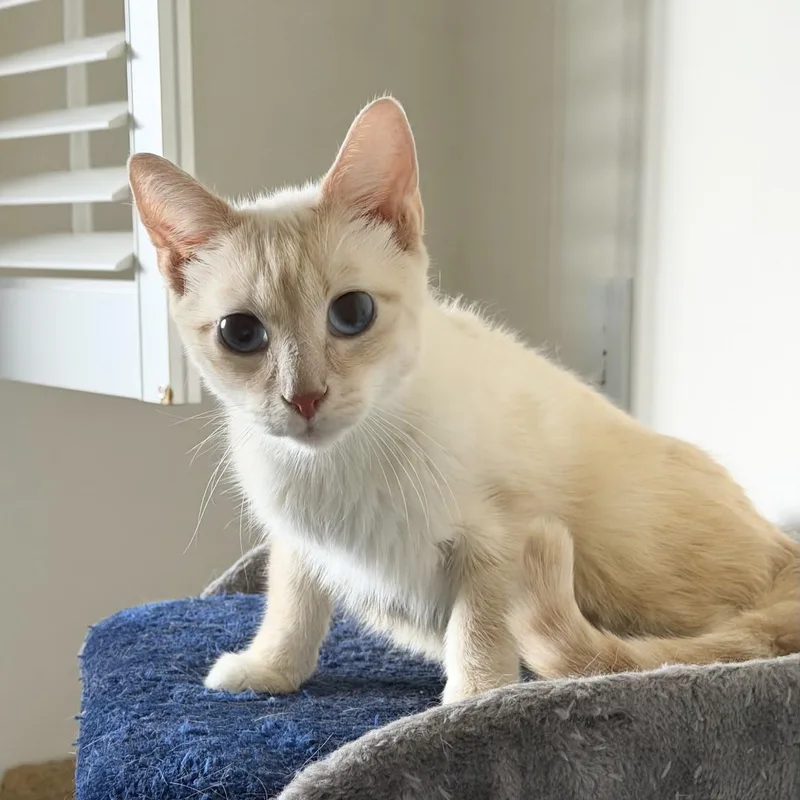 A young medium-sized male Siamese cat named Casper for adoption in Miami, FL