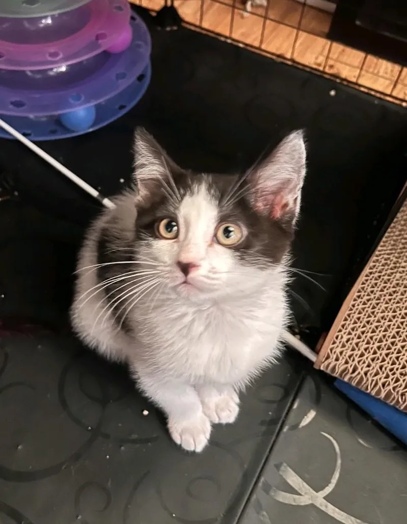 A baby medium-sized male Domestic Medium Hair cat named Oreo for adoption in Reno, NV