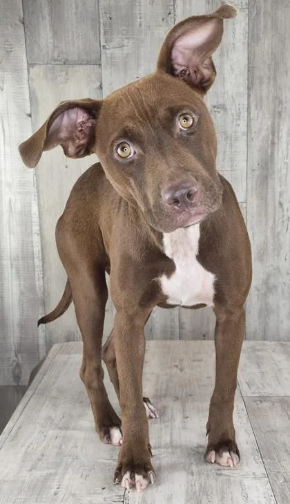 A baby small-sized female Terrier dog named Athena for adoption in Shreveport, LA