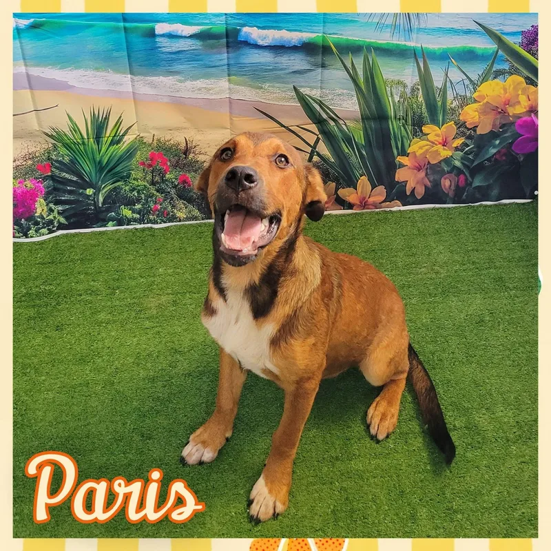 A young medium-sized male Mixed Breed dog named Paris for adoption in Daingerfield, TX