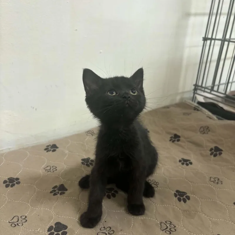 A baby small-sized female Black Domestic Short Hair cat named Binx for adoption in Clairton, PA
