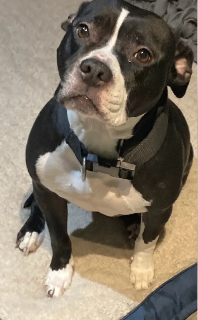 An adult large-sized female Black American Staffordshire Terrier dog named Athena for adoption in San Francisco, CA