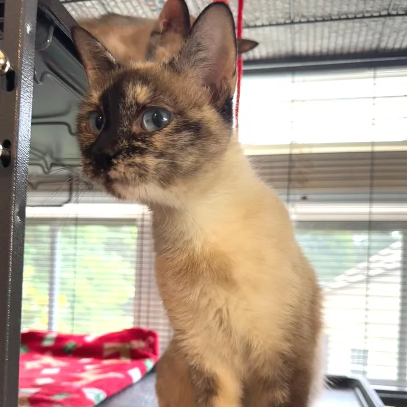 An adult medium-sized female Cream / Ivory Siamese cat named Gemma for adoption in Chapel Hill, NC