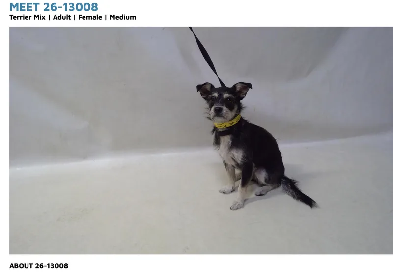 An adult small-sized female Tricolor (Brown, Black, & White) Miniature Schnauzer dog named Maddie for adoption in El Segundo, CA