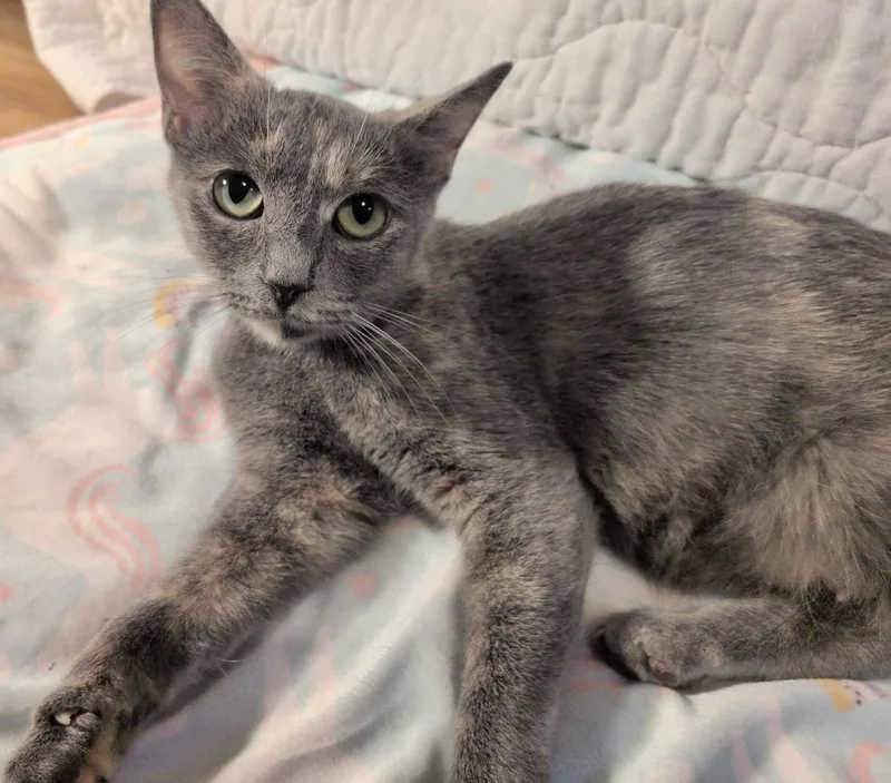 Cinder