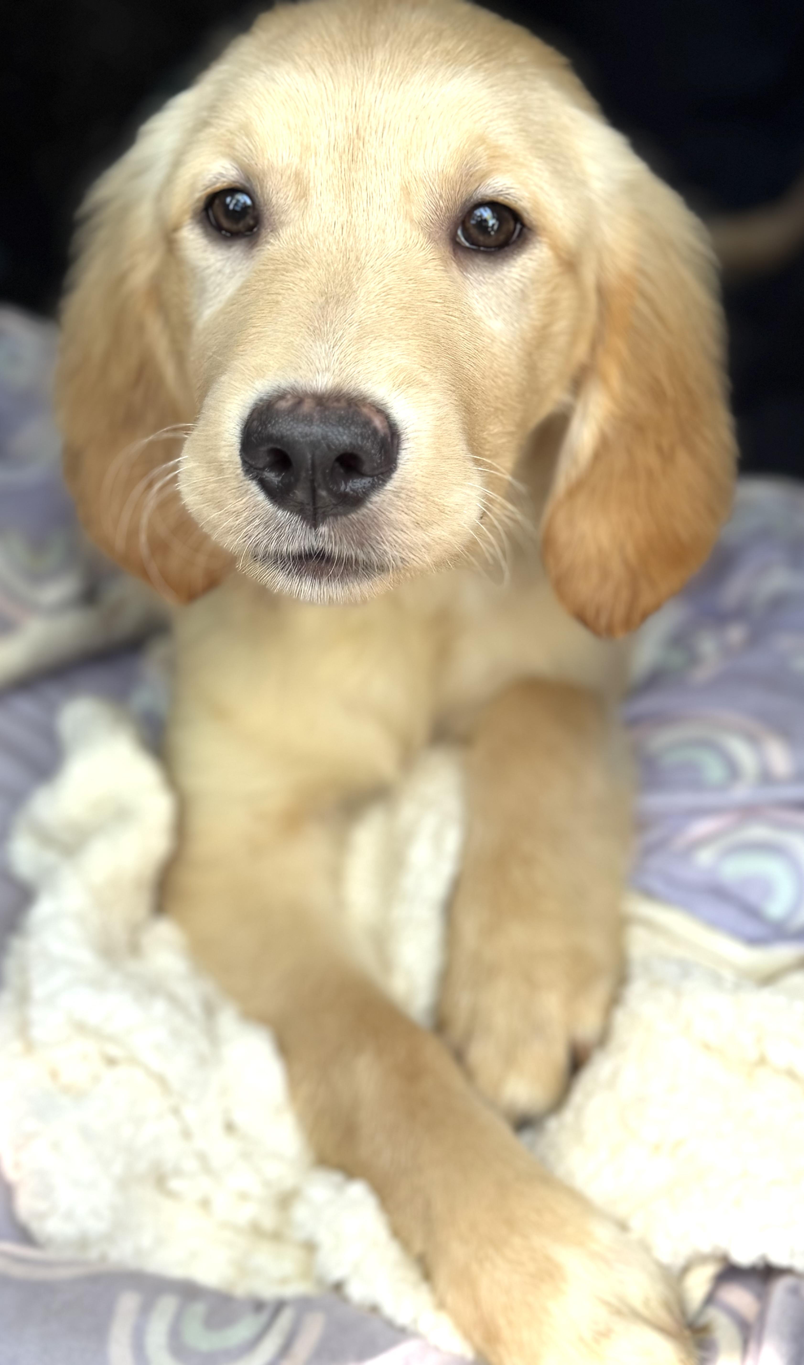 A baby large-sized female Golden Retriever dog named Tinker for adoption in Yuba City, CA