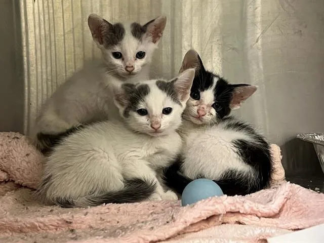 A baby small-sized female Domestic Short Hair cat named Garlic Knot for adoption in Tustin, CA