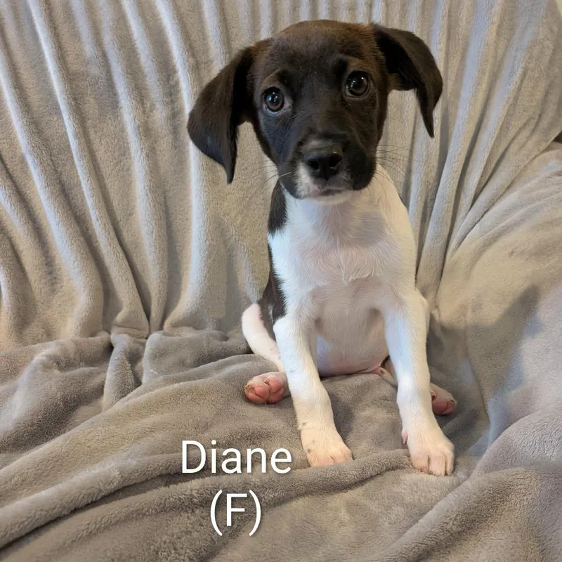 A baby small-sized female White / Cream Hound dog named Diane for adoption in Marion, IL