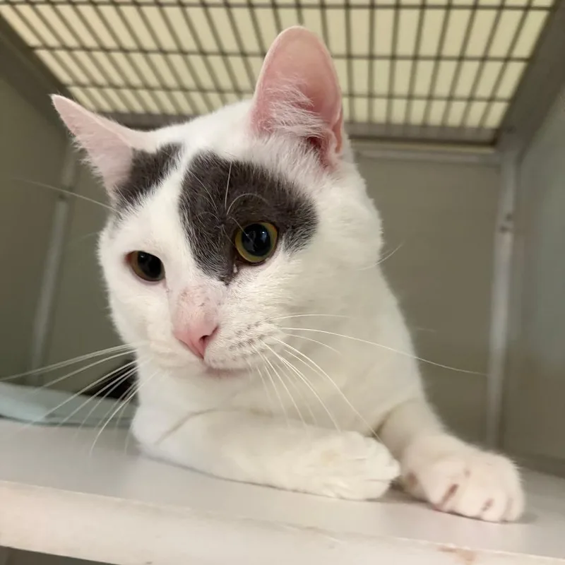 An adult large-sized male White Domestic Short Hair cat named Dudley for adoption in Chesapeake, VA