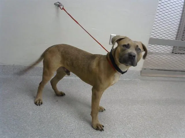 A young large-sized male Pit Bull Terrier dog named Diesel for adoption in Pasadena, TX