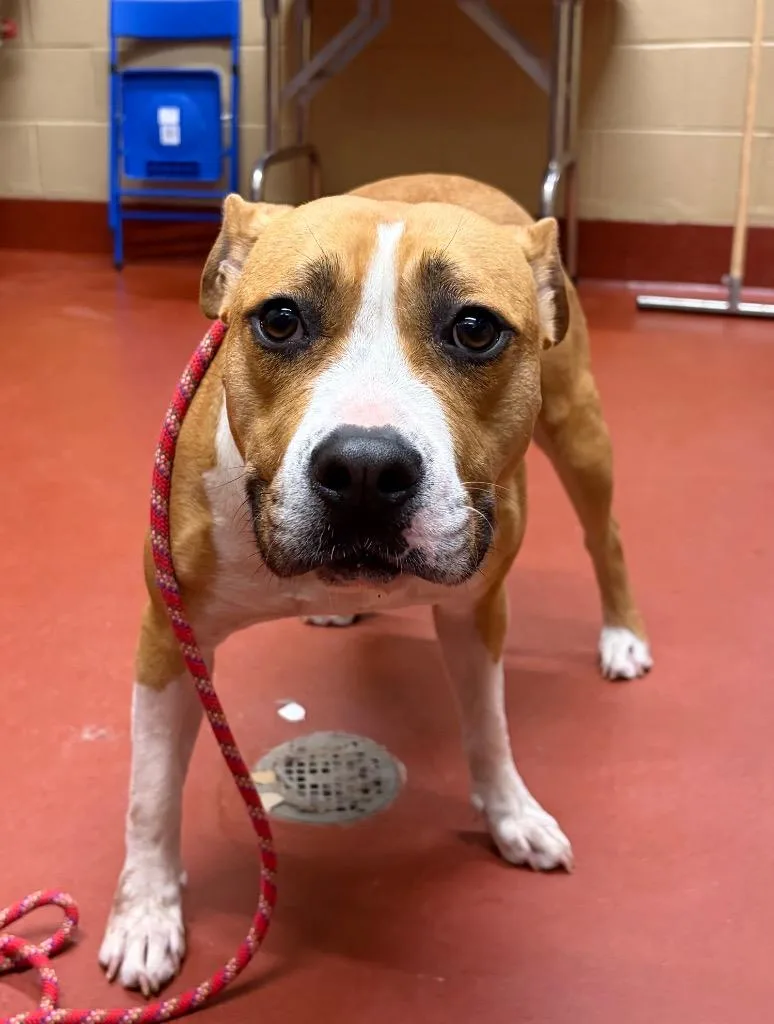 An adult large-sized female Pit Bull Terrier dog named Suebob for adoption in Douglasville, GA