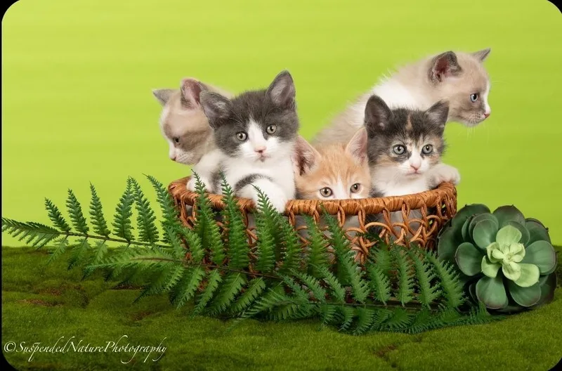 A baby small-sized male Snowshoe cat named Sid for adoption in San Jacinto, CA