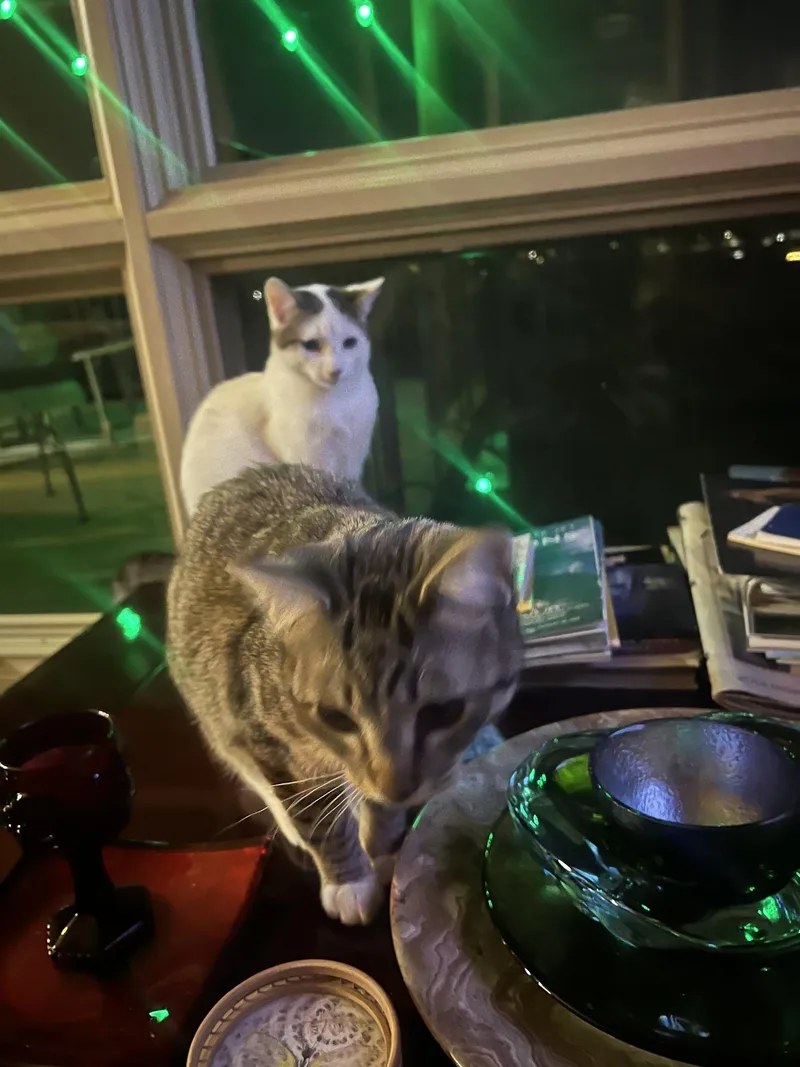 Nicholas Ffc thumbnail 3