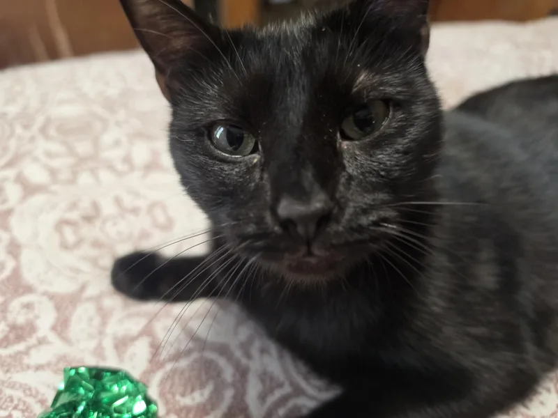 A young medium-sized female Black Domestic Short Hair cat named Coco Puff for adoption in Lawrenceville, GA