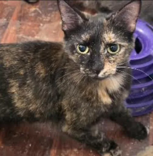 An adult medium-sized female Tortoiseshell Domestic Short Hair cat named Apple Cider for adoption in Cincinnati, OH
