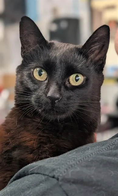 A young medium-sized female Domestic Short Hair cat named Gabby for adoption in Canfield, OH