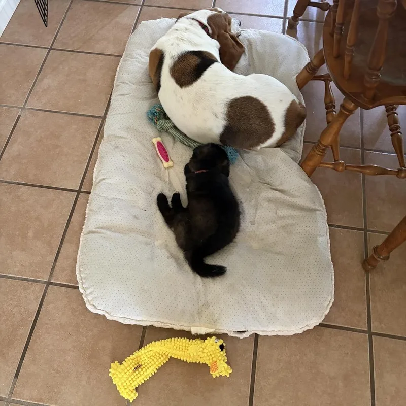 A baby small-sized female Black Mixed Breed dog named Strudel for adoption in Buffalo, MN