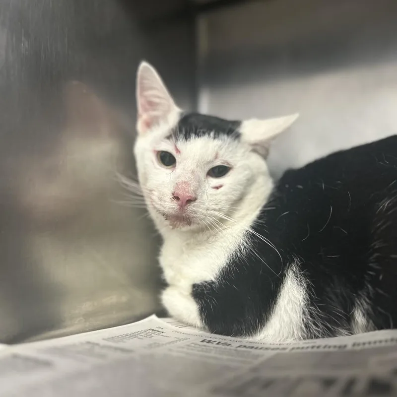 An adult large-sized male Black Domestic Short Hair cat named Vernon for adoption in Charleston, WV