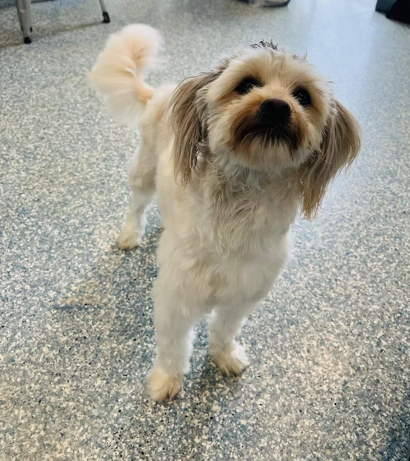 An adult small-sized male White / Cream Havanese dog named Norman for adoption in Medford, NJ