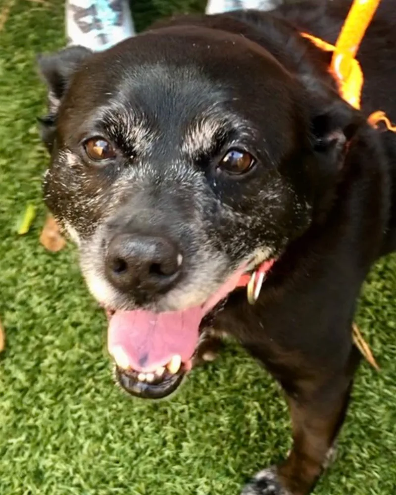 A senior medium-sized female Labrador Retriever dog named Vixey for adoption in Kennesaw, GA