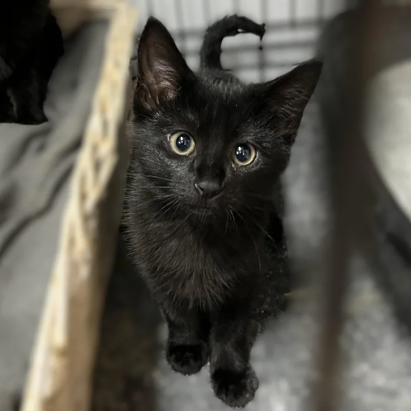 A baby medium-sized female Black Domestic Short Hair cat named Luna And Sabrina for adoption in Shingletown, CA