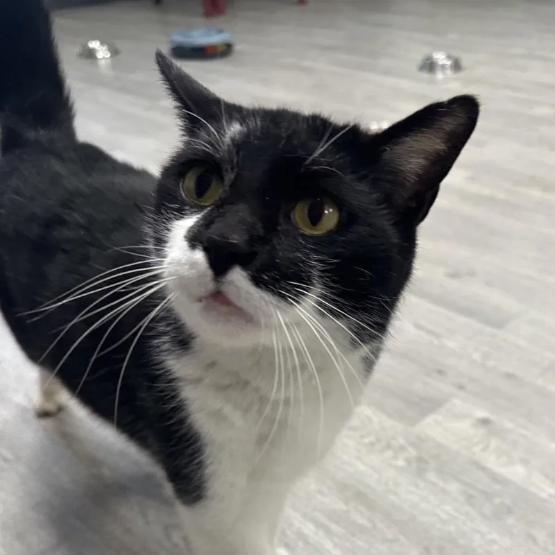 Zorro