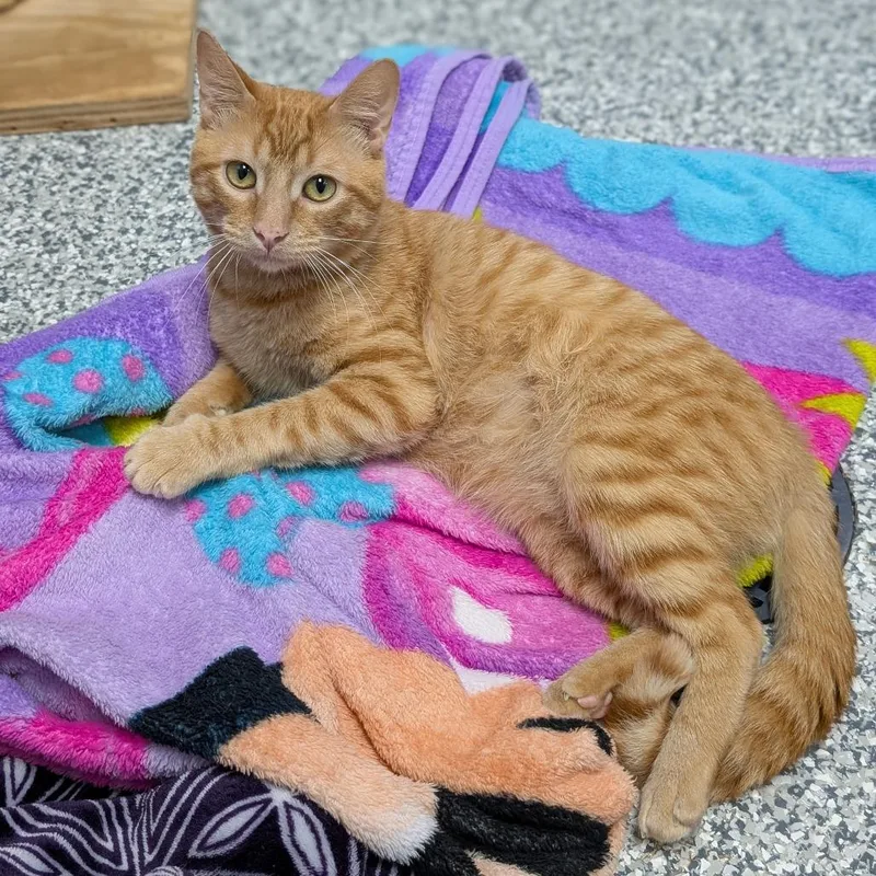 An adult medium-sized male Domestic Short Hair cat named Cecil for adoption in Brookfield, WI