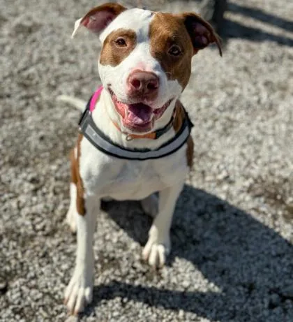 An adult medium-sized male Mixed Breed dog named Whiskey for adoption in Gwinn, MI