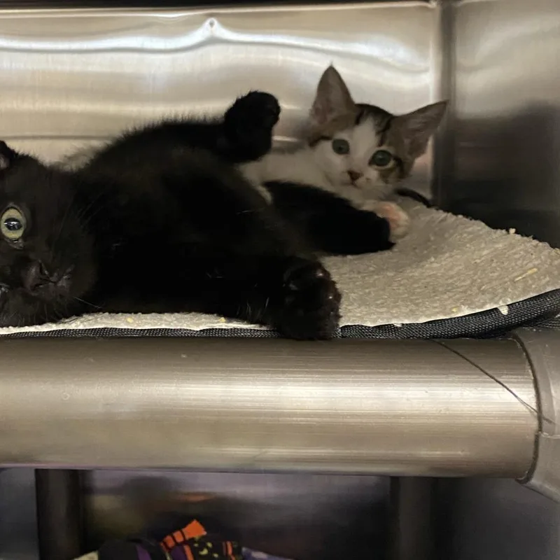 A baby small-sized female Brown / Chocolate Domestic Short Hair cat named Setting Spray for adoption in Falls Church, VA