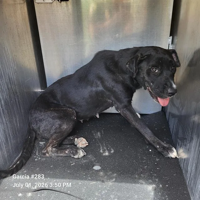 An adult medium-sized female American Staffordshire Terrier dog named Sharmain for adoption in San Antonio, TX
