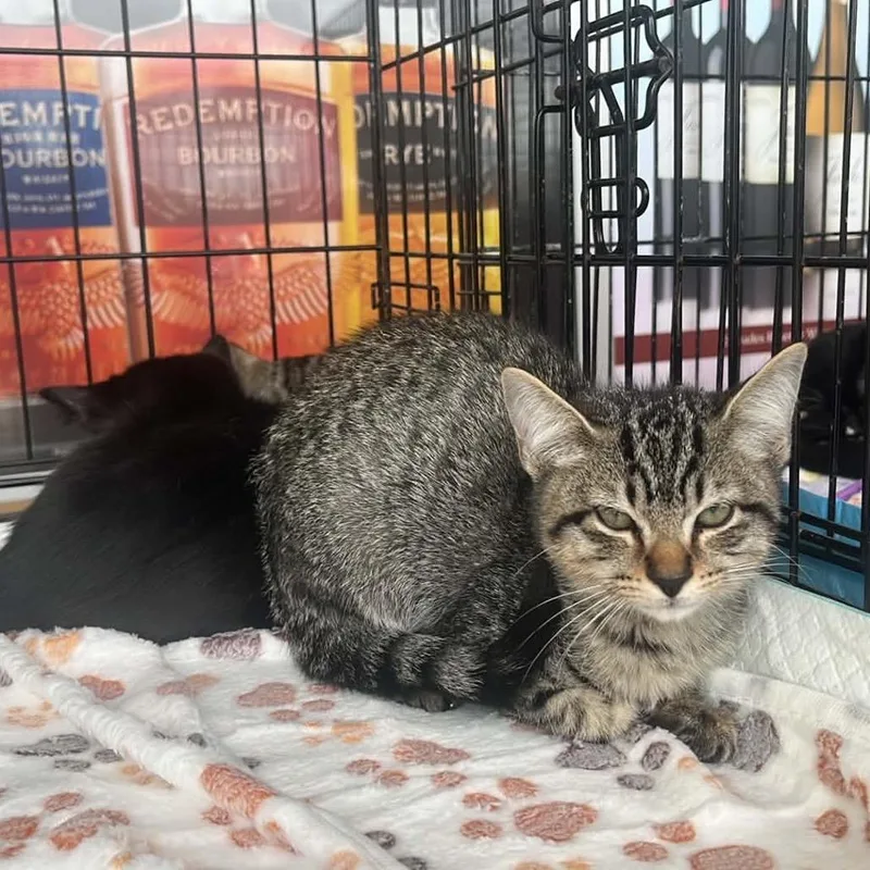 A baby small-sized male Brown / Chocolate Domestic Short Hair cat named Rocky for adoption in Pasadena , MD