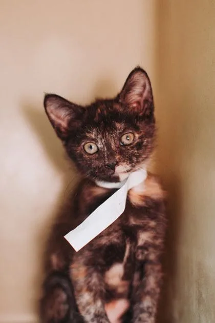 A baby small-sized female Domestic Short Hair cat named A Cupcake Petsmart James for adoption in North Charleston, SC