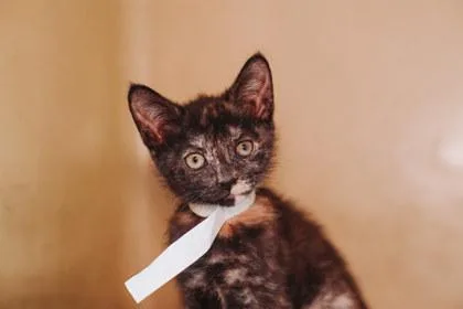 A Cupcake Petsmart James thumbnail 3