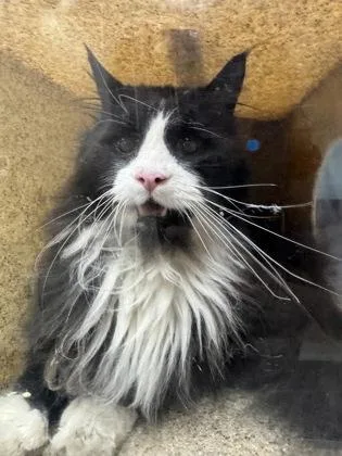A senior large-sized male Domestic Long Hair cat named Maestro for adoption in Missoula, MT