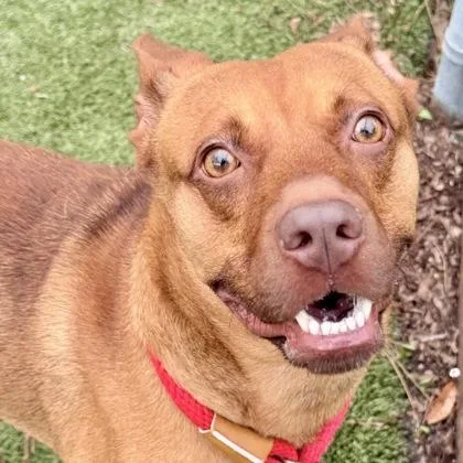 An adult medium-sized male Mixed Breed dog named Cyrus for adoption in Largo, FL