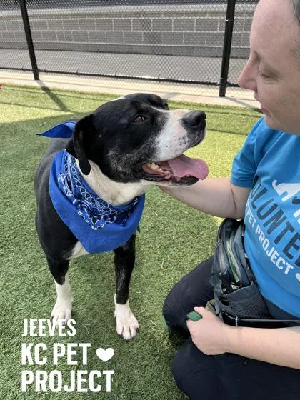 An adult large-sized male Black Mixed Breed dog named Jeeves for adoption in Kansas City, MO