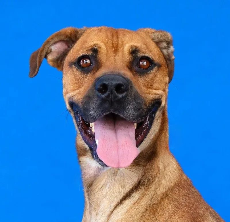 An adult medium-sized female Boxer dog named Rosie for adoption in Pasadena, CA