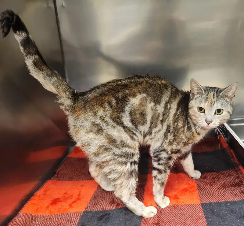 A young medium-sized female Torbie Domestic Short Hair cat named Minka for adoption in Clayton, NJ