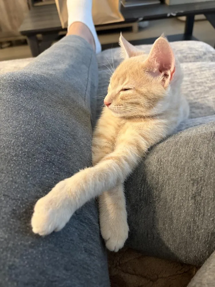 A baby small-sized male Domestic Short Hair cat named Lasso for adoption in Henrico, VA